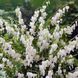 Дицентра класична біла. (Dicentra spectabilis) CS1835 фото 4