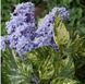 Бузок звичайний Аукубафолія. (Syringa vulgaris Aucubaefolia) С10, 4-річка CS2965 фото 1