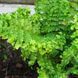 Щитовник мужской Криспа Кристата. (Dryopteris filix-mas Crispa Cristata) CS1885 фото 1
