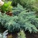 Ялівець лускатий Ханнеторп. (Juniperus squamata Hannetorp) С3 CS2262 фото 1