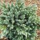 Можжевельник чешуйчатый Блю Стар. (Juniperus squamata Blue Star) С3 CS2212 фото 2