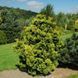 Кипарисовик тупой Аврора. (Chamaecyparis obtusa Aurora) С3 CS2162 фото 3