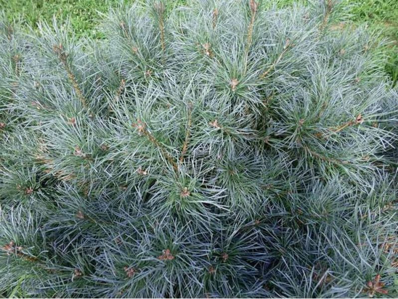 Сосна обыкновенная Шантри Блю. (Pinus sylvestris Chantry Blue) С5 CS2312 фото