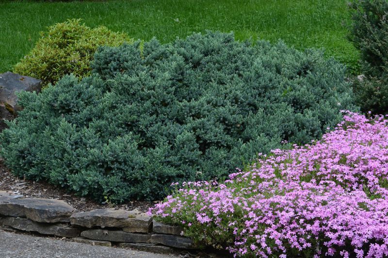 Можжевельник чешуйчатый Блю Стар. (Juniperus squamata Blue Star) С3 CS2212 фото