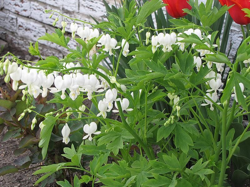 Дицентра класична біла. (Dicentra spectabilis)