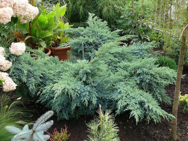 Ялівець лускатий Ханнеторп. (Juniperus squamata Hannetorp) С3 CS2262 фото