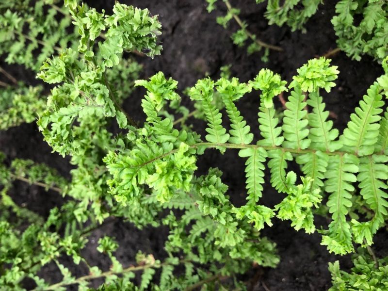 Щитовник мужской Криспа Кристата. (Dryopteris filix-mas Crispa Cristata)