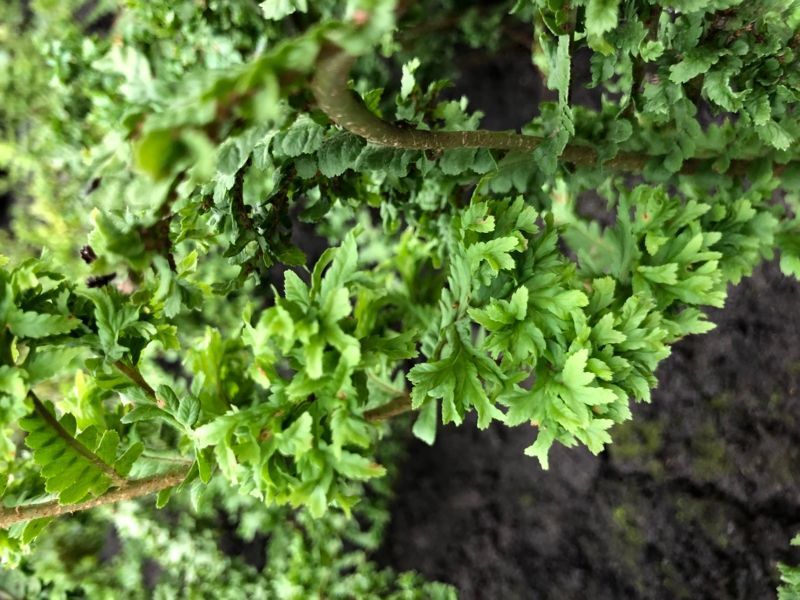 Щитовник мужской Криспа Кристата. (Dryopteris filix-mas Crispa Cristata)