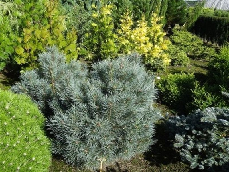 Сосна обыкновенная Шантри Блю. (Pinus sylvestris Chantry Blue) С5 CS2312 фото