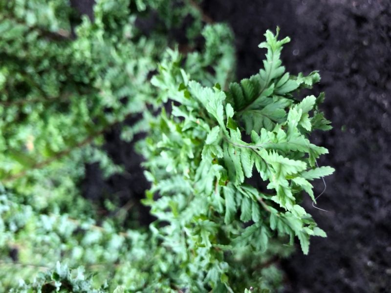 Щитовник мужской Криспа Кристата. (Dryopteris filix-mas Crispa Cristata)