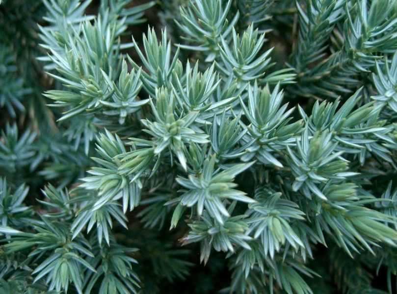 Ялівець лускатий Ханнеторп. (Juniperus squamata Hannetorp) С3 CS2262 фото