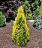 Туя західна Джанет Голд/Голден Смарагд. (Thuja occidentalis Janed Gold) Р9 002404 фото