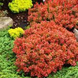 Барбарис тунберга Едмірейшн. (Berberis thunbergii Admiration) С3 CS2466 фото