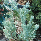 Можжевельник горизонтальный Блю Чип. (Juniperus horizontalis Blue Chip) С1 00014 фото