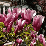 Магнолія гібридна Сюзан / Magnolia hybrida Susan C25