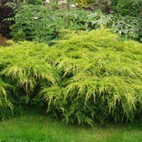 Можжевельник средний 'Голд Кост'. (Juniperus pfitzeriana 'Gold Coast') Р9 CS2263 фото