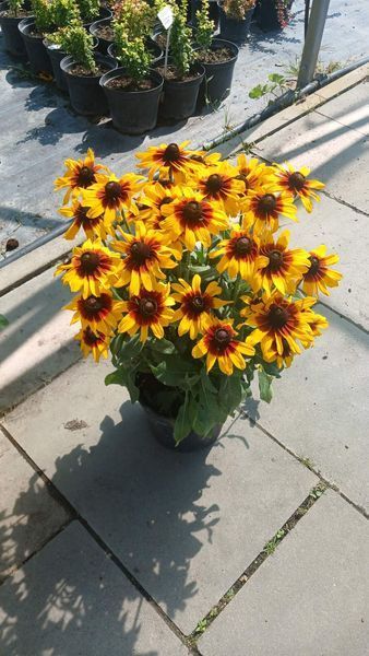 Рудбекія гібридна Смайлз БІГ КІСС. (Rudbeckia SmileyZ Big Kiss) С5 V13560 фото