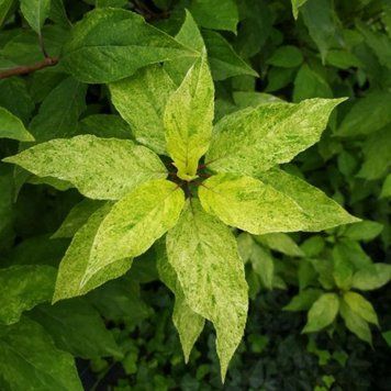 Гортензія хуртовина Шикоку Флеш. (Hydrangea paniculata Shikoku Flash) С1,5 CS2666 фото