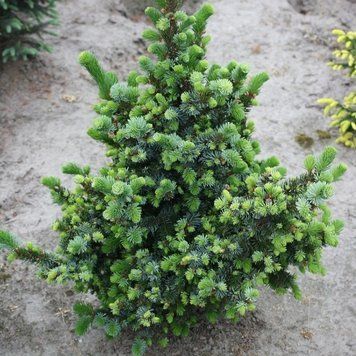 Ель сербская Водан. (Picea omorika Wodan) С5 CS2113 фото