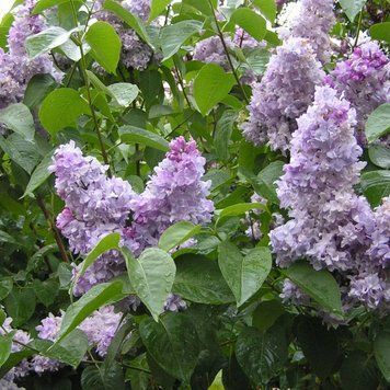 Сирень обыкновенная Небо Украины. (Syringa vulgaris Sky of Ukraine) ШТАМБ CS2966 фото