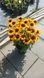 Рудбекія гібридна Смайлз БІГ КІСС. (Rudbeckia SmileyZ Big Kiss) С5 V13560 фото 2