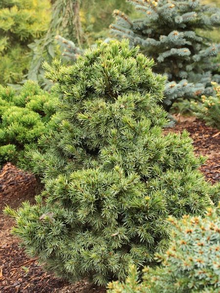 Ель сербская Водан. (Picea omorika Wodan) С5 CS2113 фото