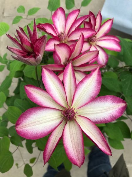 Клематис Пікоті. (Clematis Picotee) ІІ група