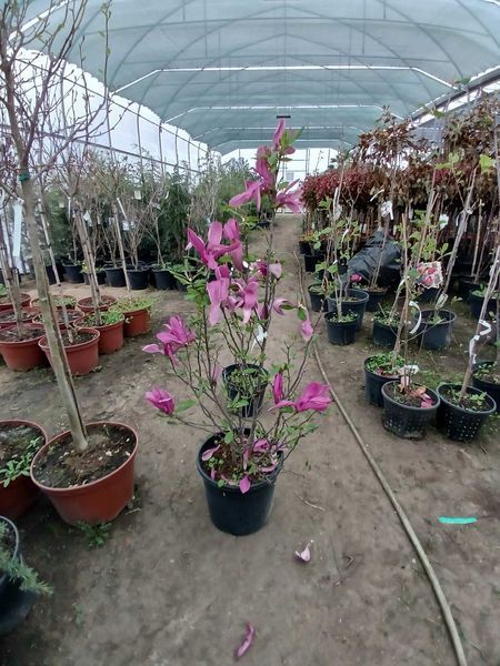 Магнолия гибридная Сюзан / Magnolia hybrida Susan C25