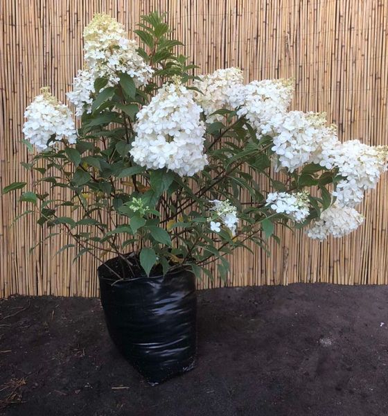 Гортензія волотиста Ванілла Фрейз. (Hydrangea paniculata Vanille Fraise) С2 CS2716 фото