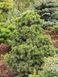 Ель сербская Водан. (Picea omorika Wodan) С5 CS2113 фото 3