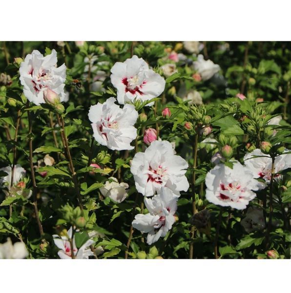 Гібіскус сірійський Спеціозус. (Hibiscus syriacus Speciosus) С3 CS2616 фото