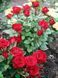 Роза Ред Эльф. (Red Elf) Миниатюрная CS0486 фото 2