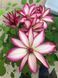 Клематис Пікоті. (Clematis Picotee) ІІ група CS1736 фото 3