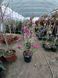 Магнолия гибридная Сюзан / Magnolia hybrida Susan C25 R5045 фото 3