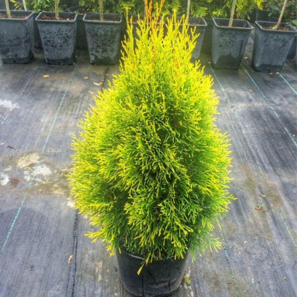 Туя западная Джанет Голд/Голден Смарагд. (Thuja occidentalis Janed Gold) Р9 002404 фото