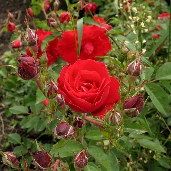 Роза Ред Эльф. (Red Elf) Миниатюрная CS0486 фото