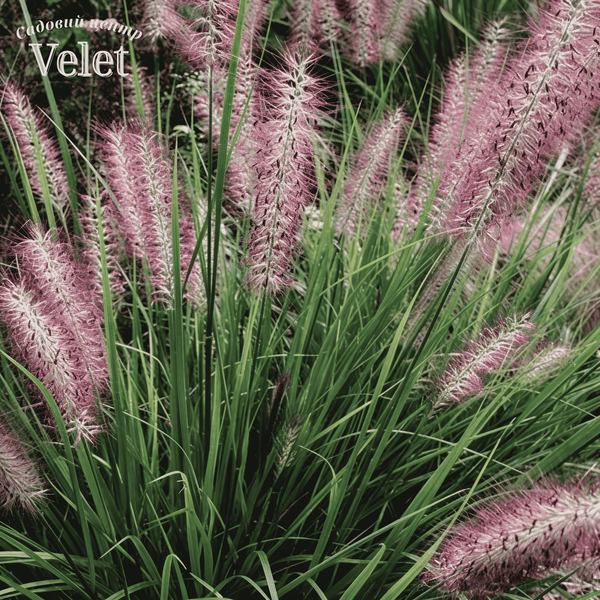 Пенисетум Ред Хэд. (Pennisetum alopecuroides Red Head) - Р9 V10045 фото