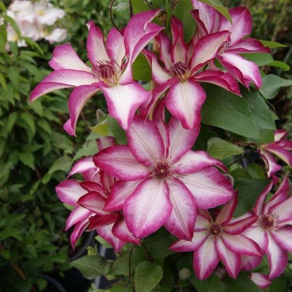 Клематис Пікоті. (Clematis Picotee) ІІ група