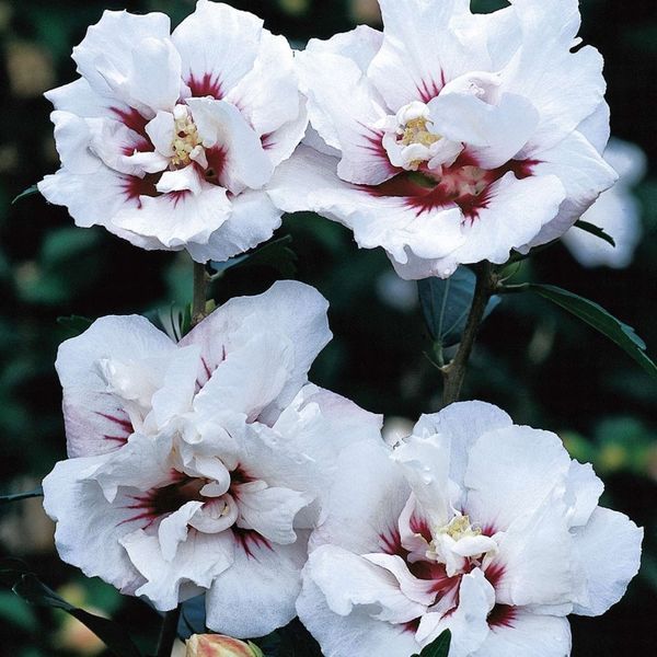 Гібіскус сірійський Спеціозус. (Hibiscus syriacus Speciosus) С3 CS2616 фото