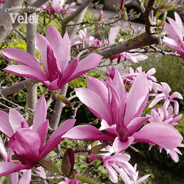Магнолия гибридная Сюзан / Magnolia hybrida Susan C25