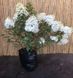 Гортензія волотиста Ванілла Фрейз. (Hydrangea paniculata Vanille Fraise) С2 CS2716 фото 7