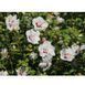 Гібіскус сірійський Спеціозус. (Hibiscus syriacus Speciosus) С3 CS2616 фото 5