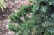 Ель сербская Водан. (Picea omorika Wodan) С5 CS2113 фото 4