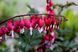 Дицентра класична червона. (Dicentra spectabilis) CS1836 фото 3
