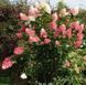 Гортензія волотиста Ванілла Фрейз. (Hydrangea paniculata Vanille Fraise) С2 CS2716 фото 5