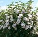 Гібіскус сірійський Спеціозус. (Hibiscus syriacus Speciosus) С3 CS2616 фото 3