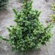Ель сербская Водан. (Picea omorika Wodan) С5 CS2113 фото 1
