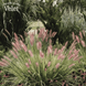Пенисетум Ред Хэд. (Pennisetum alopecuroides Red Head) - Р9 V10045 фото 4