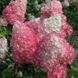 Гортензія волотиста Ванілла Фрейз. (Hydrangea paniculata Vanille Fraise) С2 CS2716 фото 2