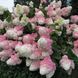 Гортензія волотиста Ванілла Фрейз. (Hydrangea paniculata Vanille Fraise) С2 CS2716 фото 1